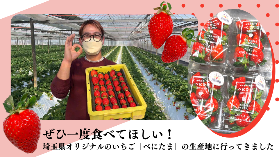 埼玉県オリジナルのいちご「べにたま」の生産地に行ってきました。