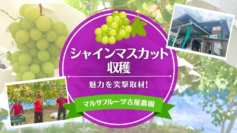 マルサフルーツ古屋農園『シャインマスカット』の魅力を突撃取材！